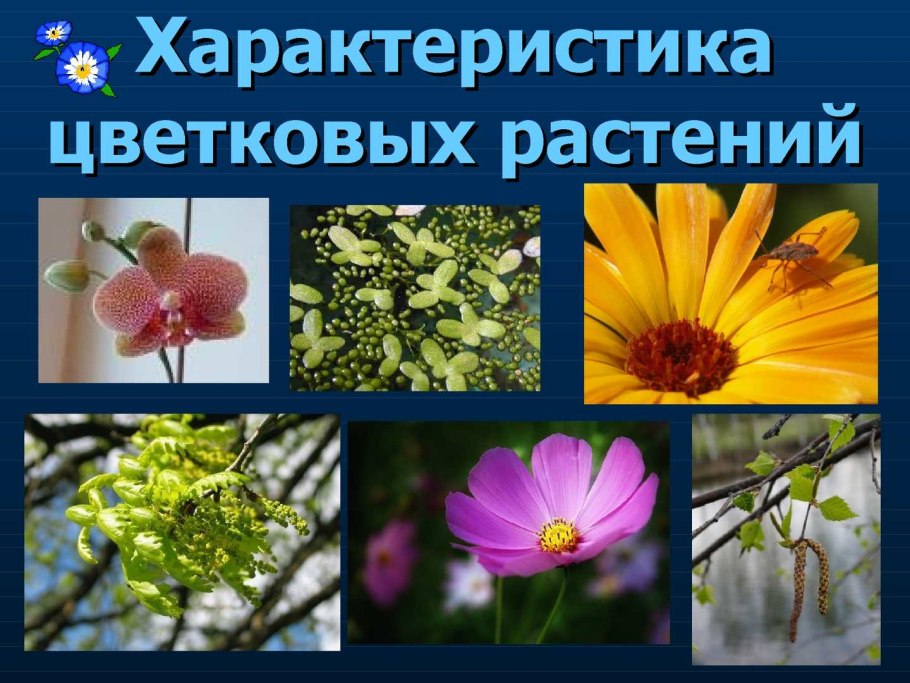 Жизненные формы растений (по к. Раункиеру, 1907):