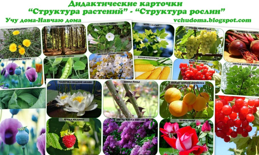 Разнообразие цветковых
