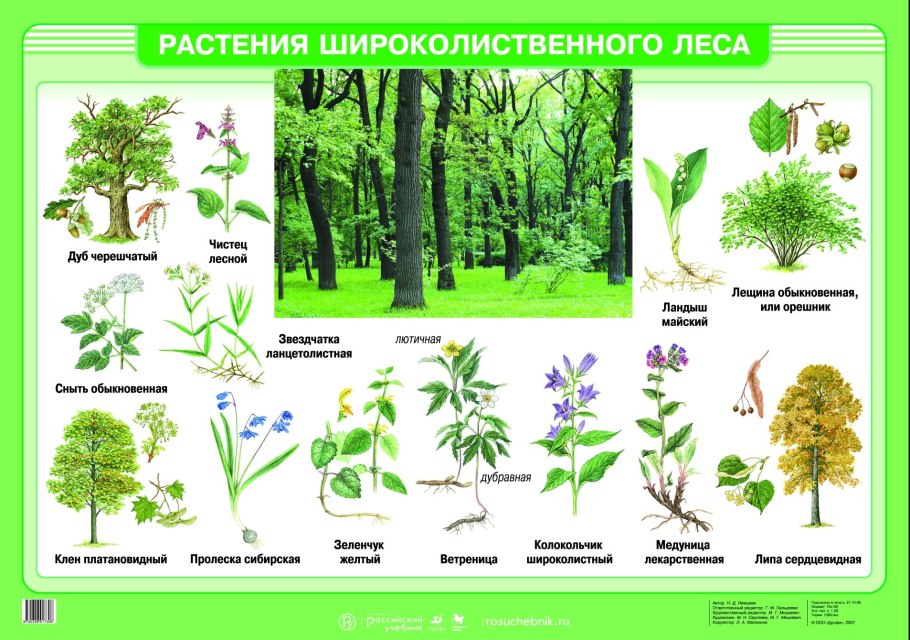 Лесные растения с несъедобными плодами