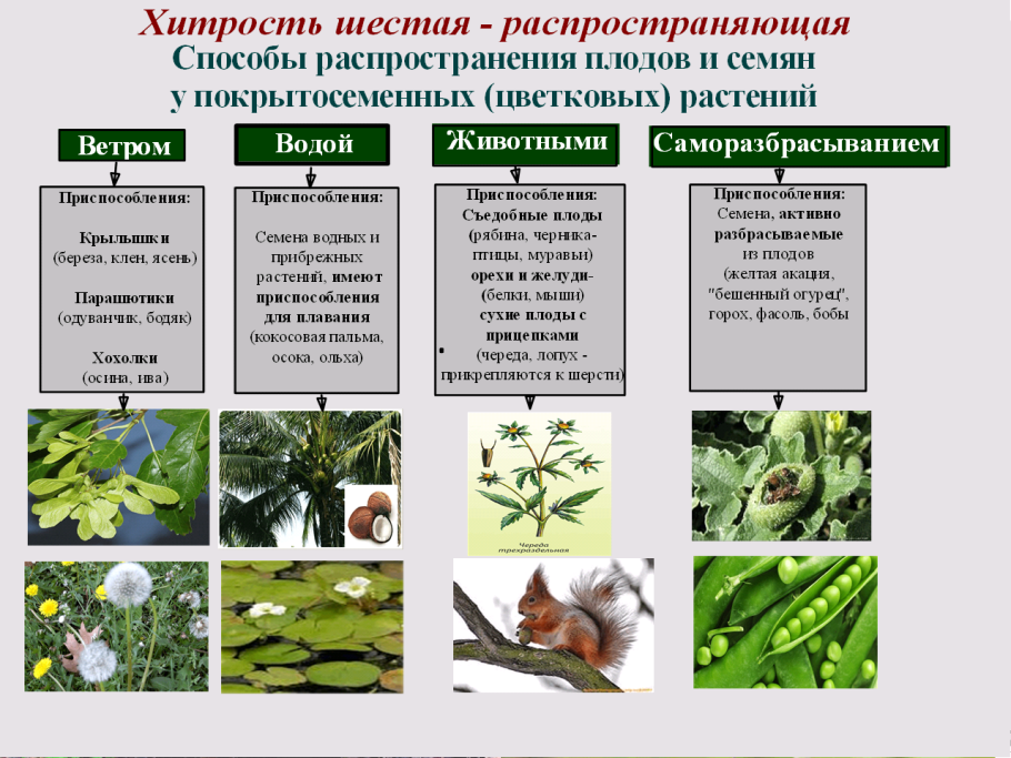 Растительный мир для дошкольников