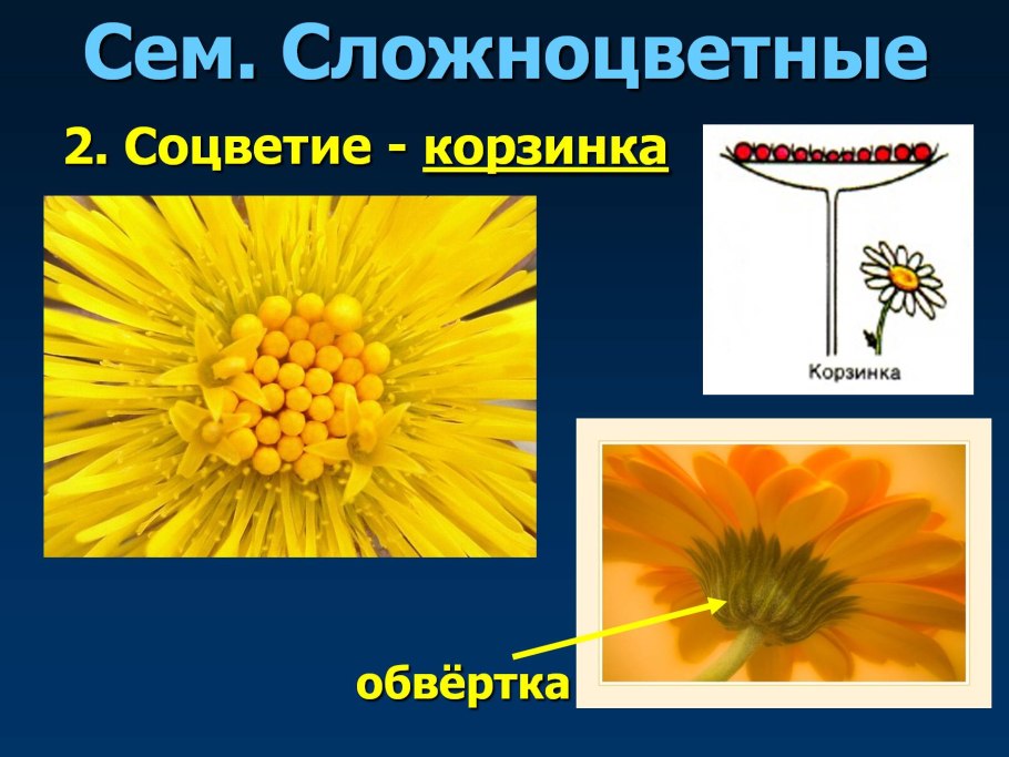 Сложноцветные соцветие корзинка