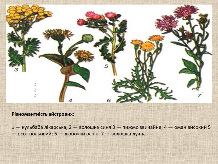 Соцветие корзинка Ромашка