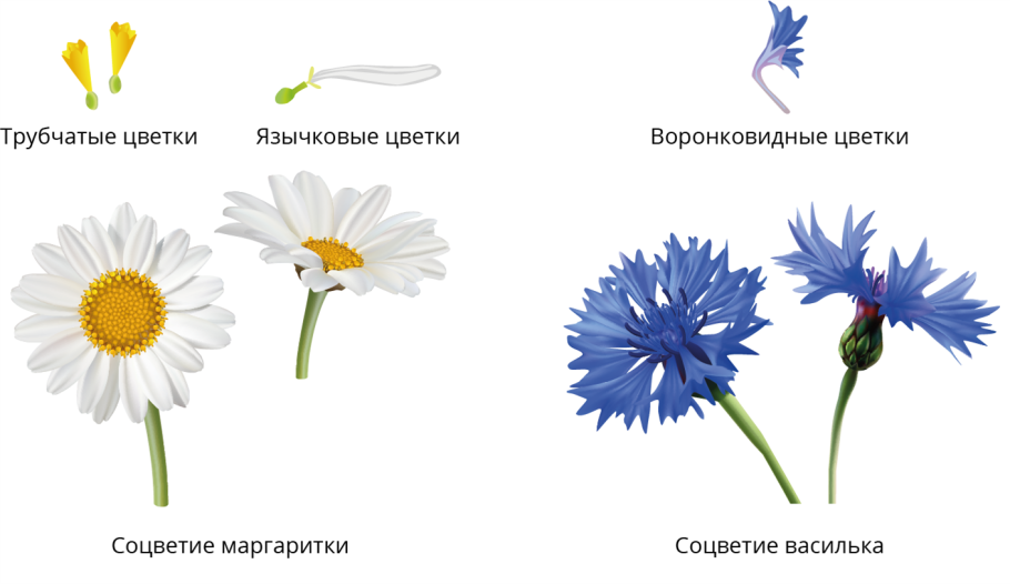 Цветки трубчатые язычковые воронковидные