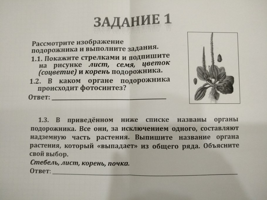 Цветоложе подсолнечника
