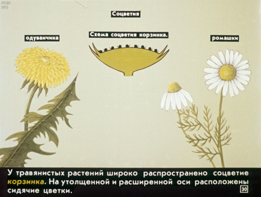 Астровые (Asteraceae)