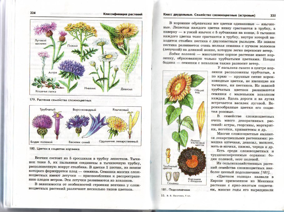 Семейство Сложноцветные таблица
