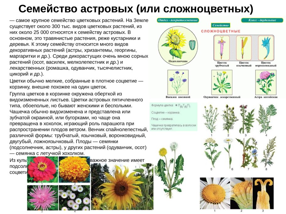 Ботаника 5-6 класс