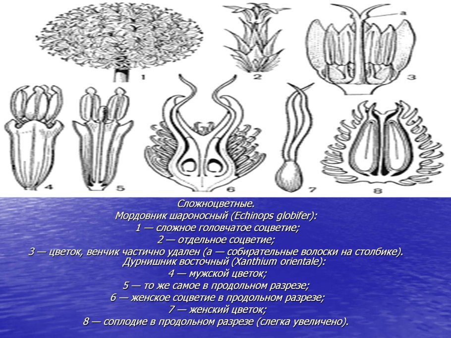 Пестики астровых