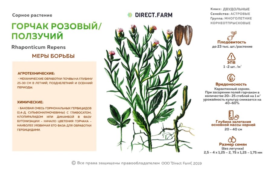 Горчак ползучий карантинный сорняк
