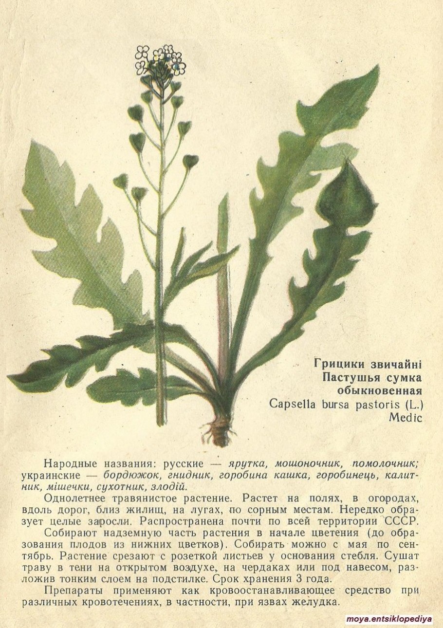 Корневищные и корнеотпрысковые