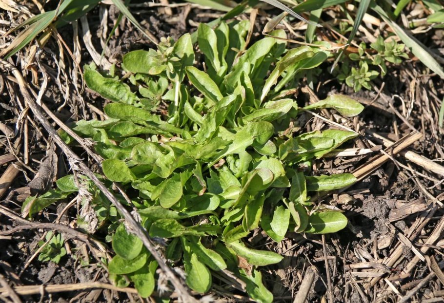 Цветок или сорняк вырос самосевом