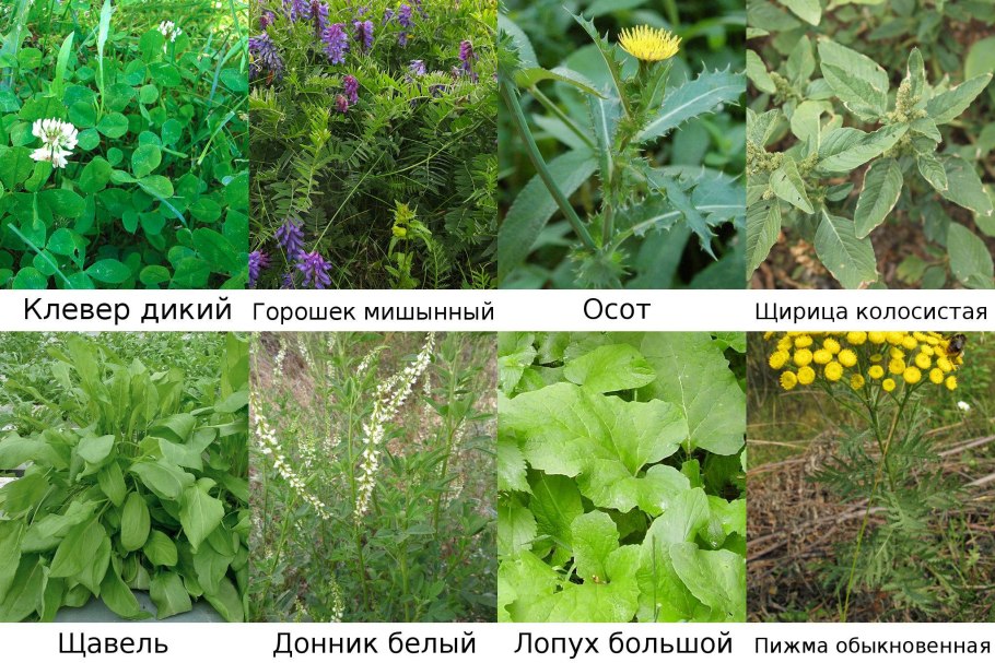 Портулак и молочай приземистый