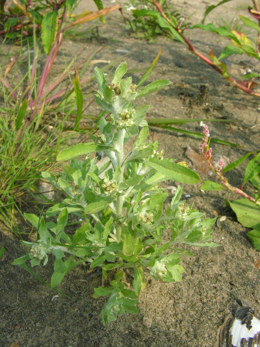 Сорняк в Элисте