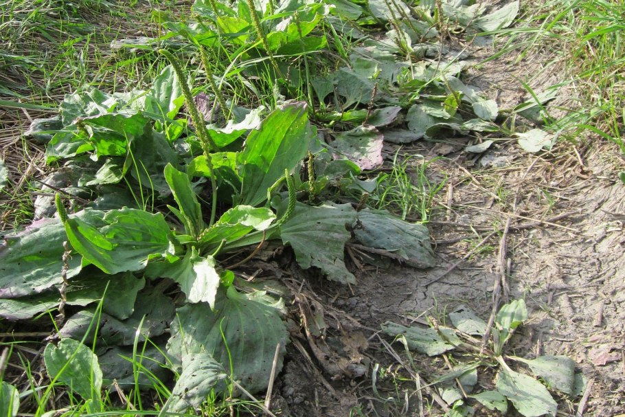 Трава портулак огородный