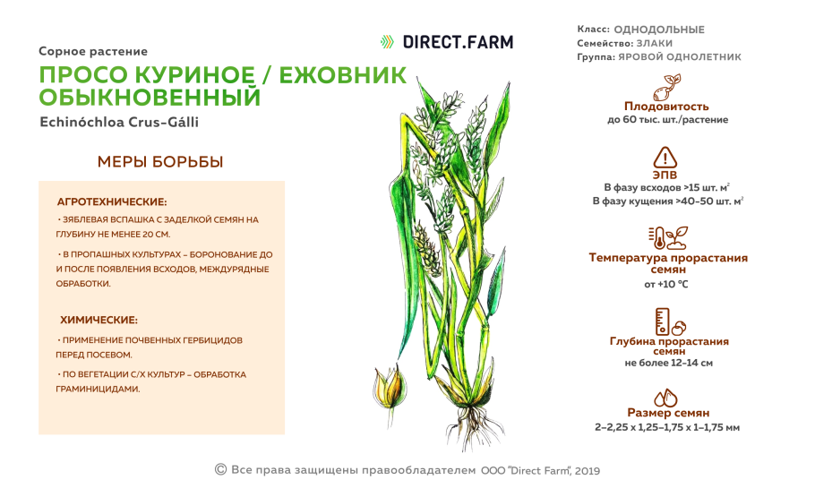 Crabgrass сорняк