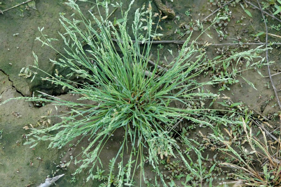 Горец птичий спорыш газон