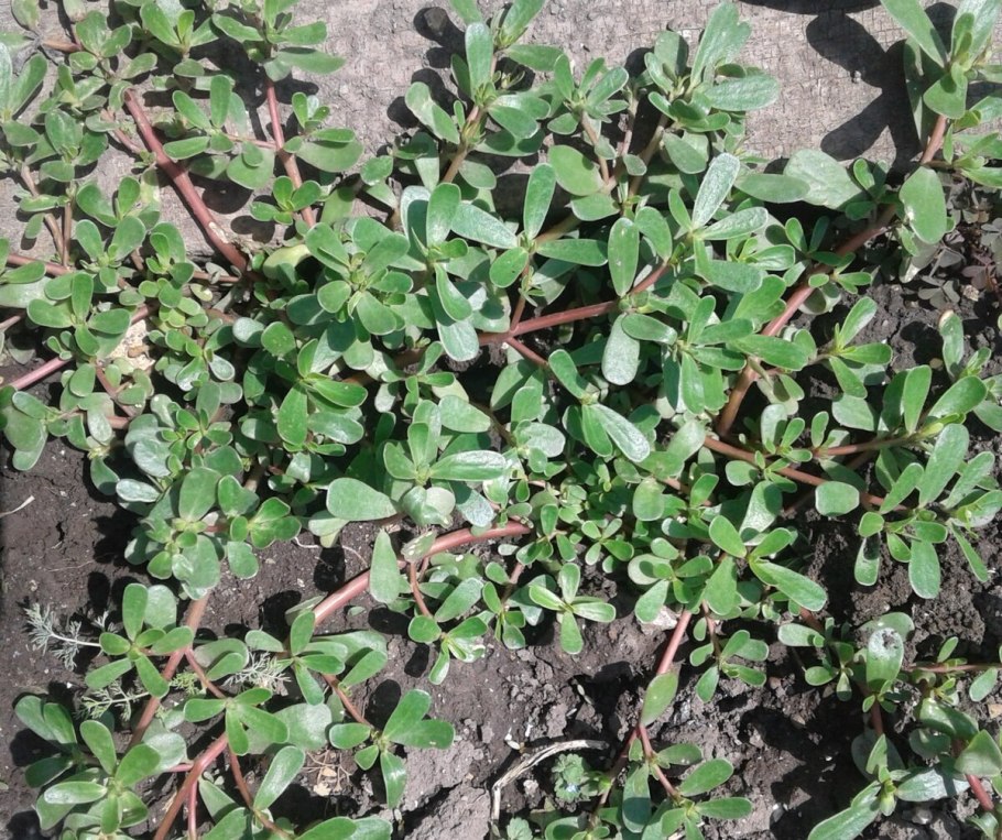 Осот . Пырей . Лебеда