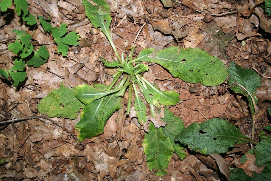 Ежовник просо куриное сорняк