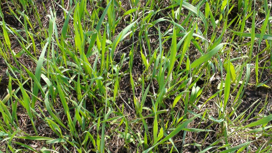 Подорожник сорняк