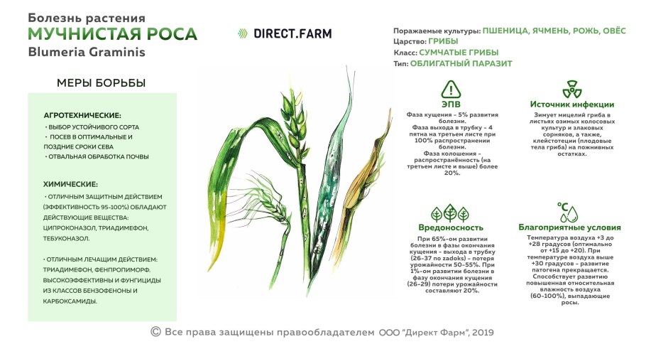 Мучнистая роса пшеницы цикл развития