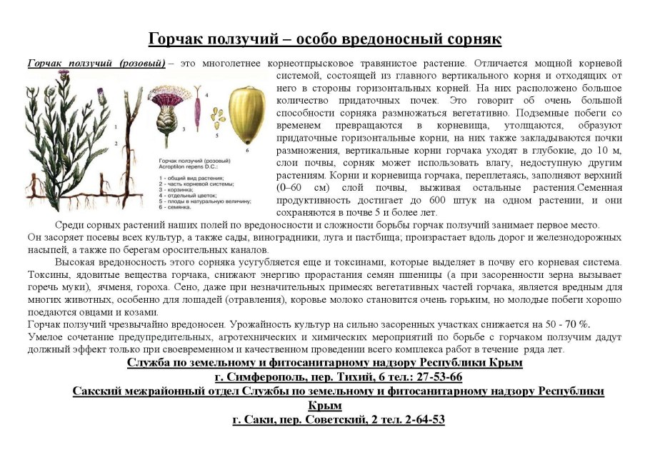 Симптоматика бубонной чумы