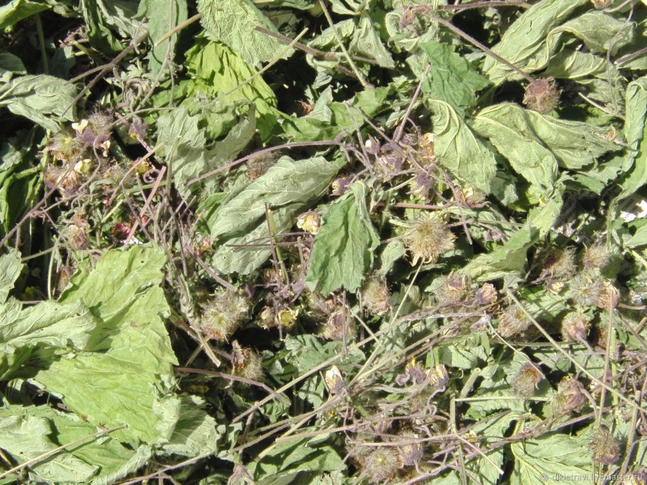 Американская трава сорняк