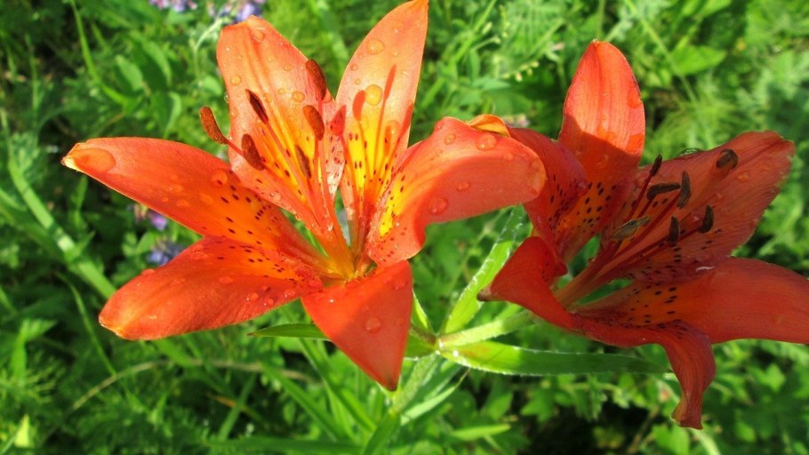 Martagon Lily, common Turk's cap Lily