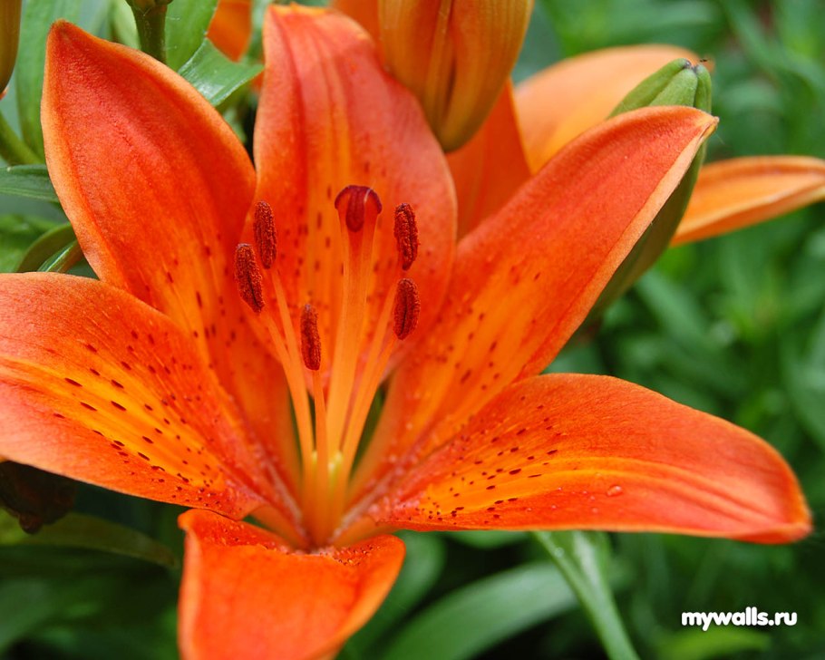 Лилия кудреватая (Lilium martagon)