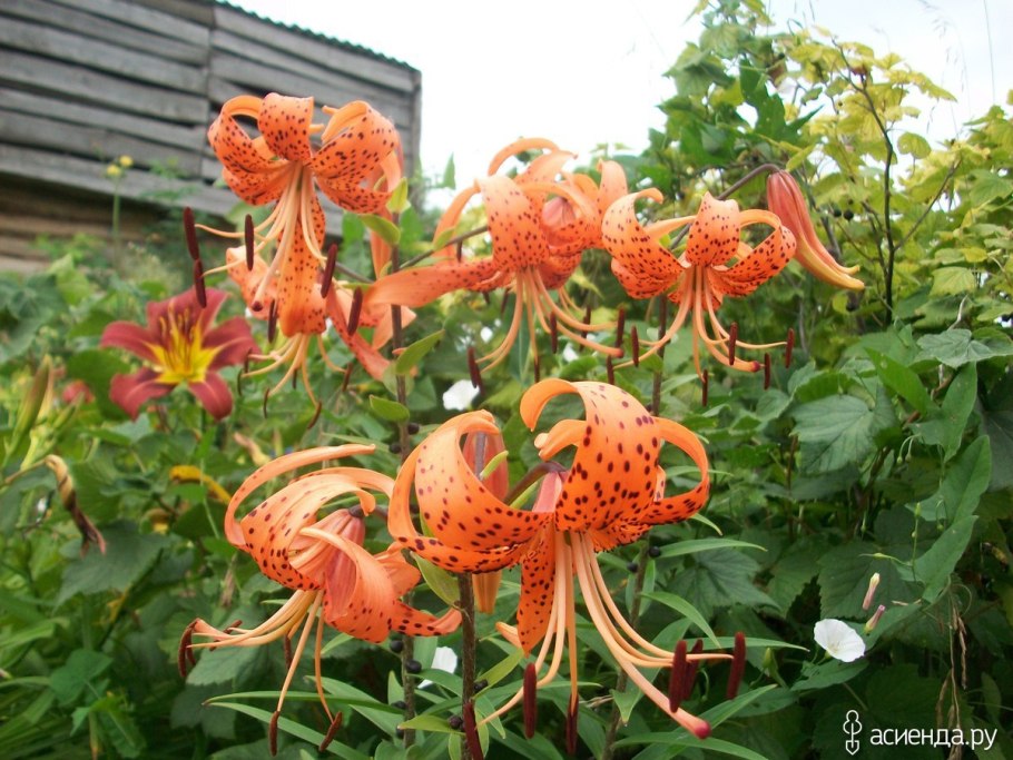 Лилия карликовая (Lilium pumilum)