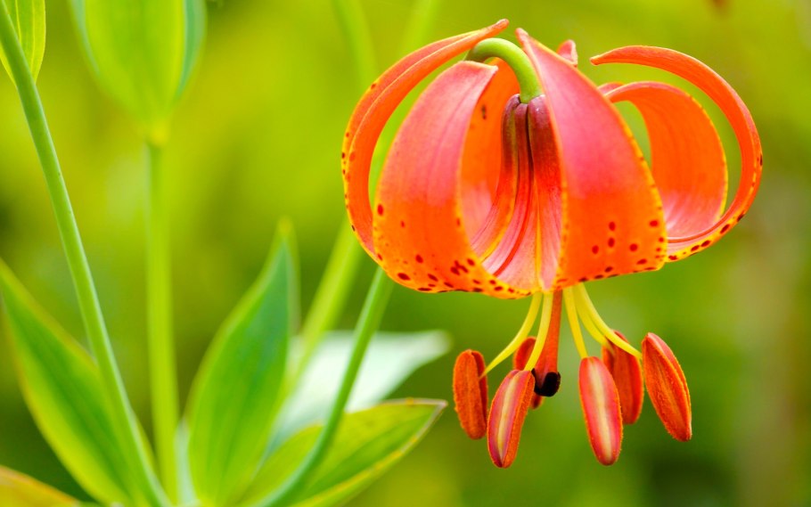 Лилия tigrinum splendens