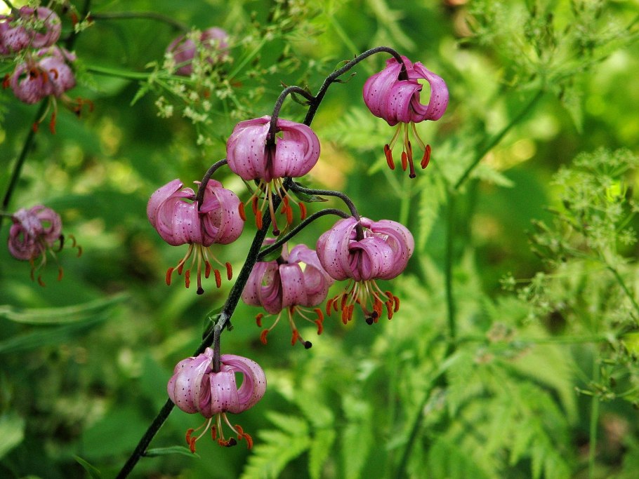 Лилия тигровая (l. tigrinum),