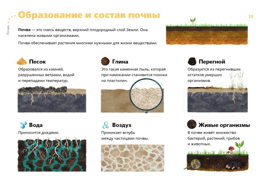 Растения в почве