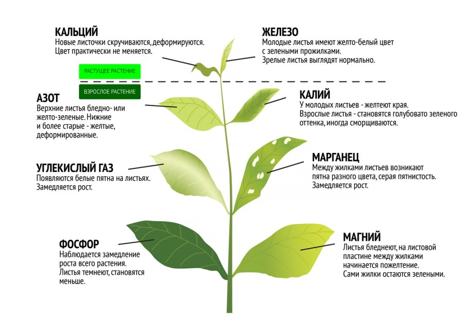 Измерение кислотности почвы