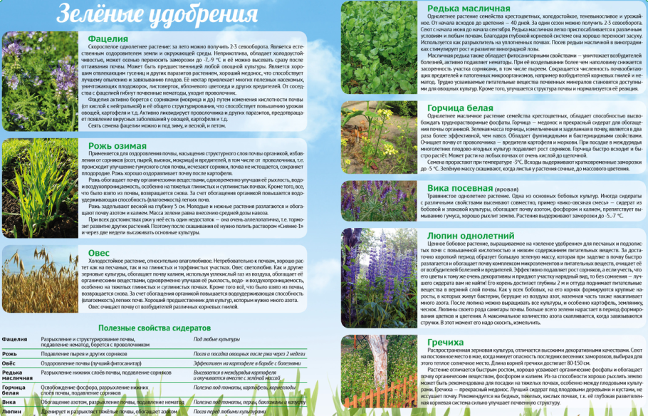 Таблица высадки сидератов