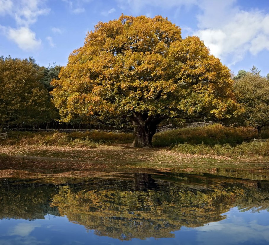 Дуб крупноплодный Quercus macrocarpa