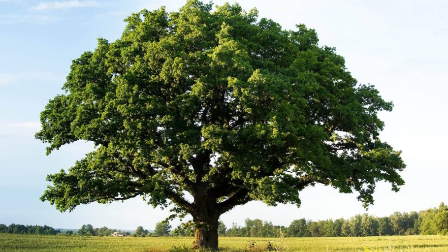 Дуб черешчатый ножкоцветный (Quercus Robur pedunculiflora)