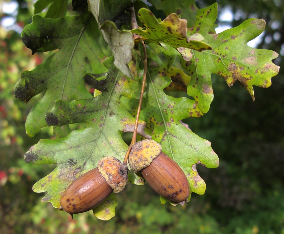 Дуб черешчатый (Quercus Robur)