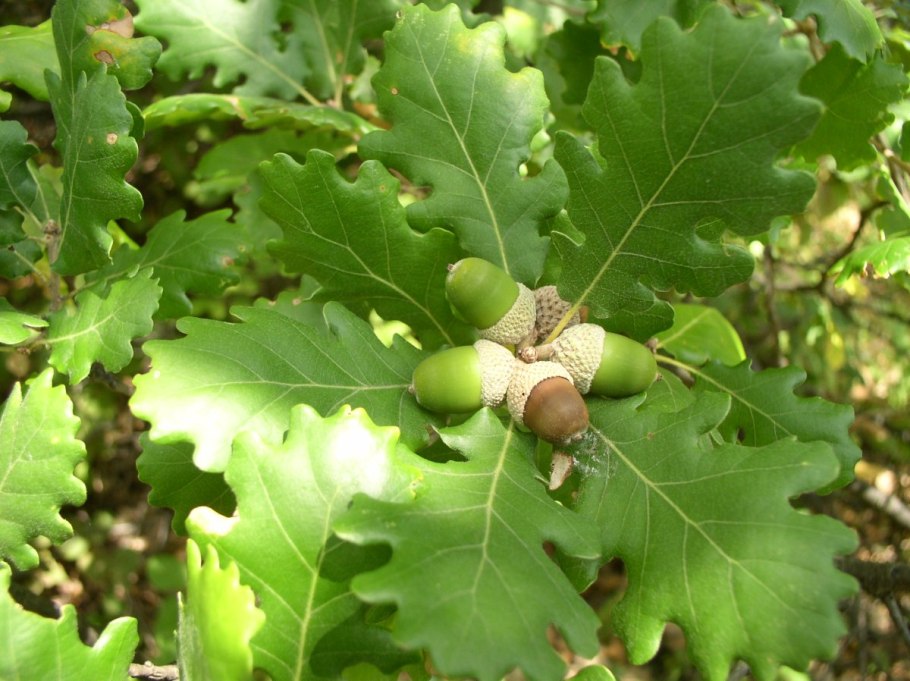 Дуб черешчатый (Quercus Robur)
