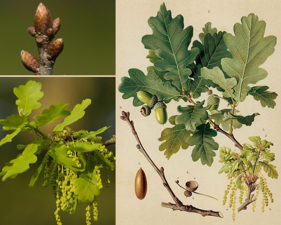 Quercus Robur гербарий