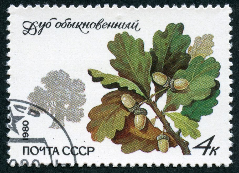 Дуб черешчатый лист
