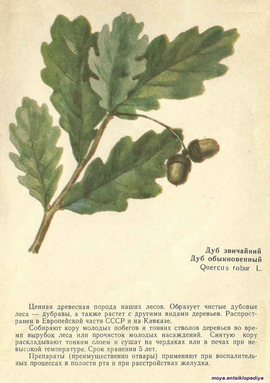 Дуб монгольский черешчатый