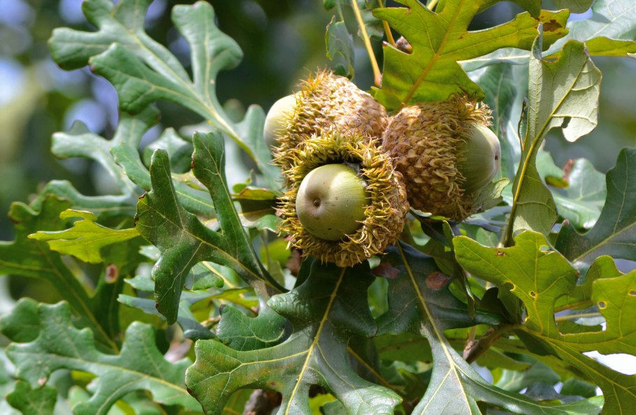 Дуб клёнолистный (Quercus acerifolia)