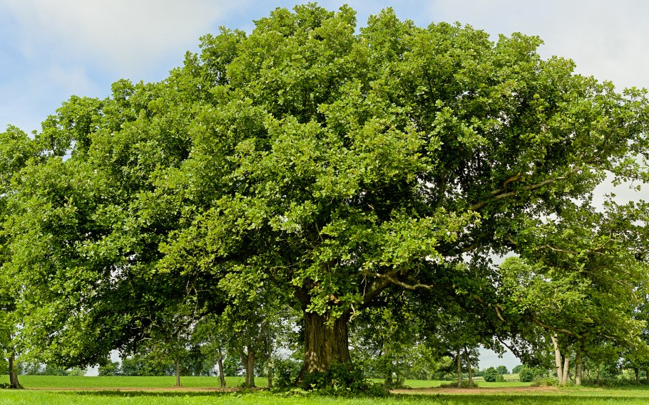 Дуб черешчатый (Quercus Robur l.)