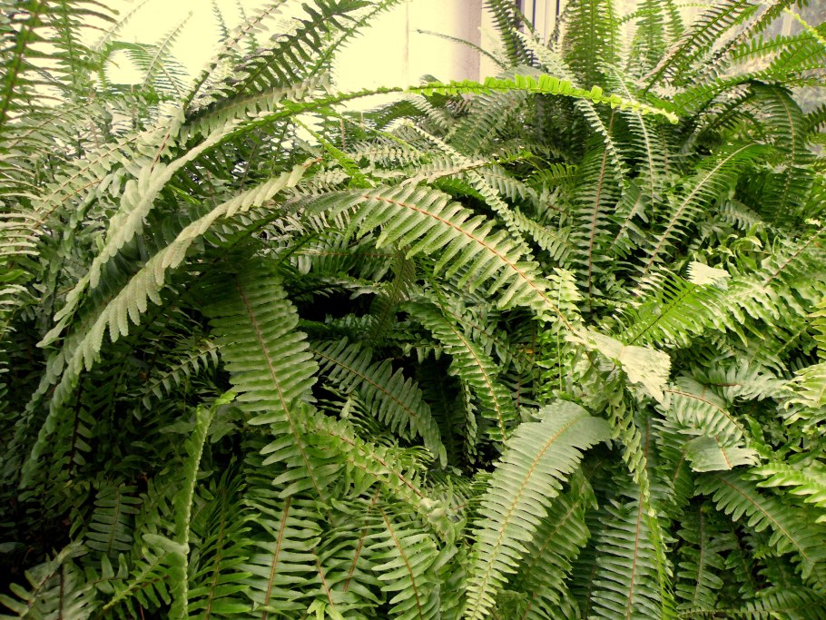 Корень папоротника