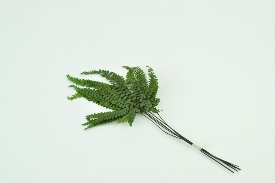 Спорангий со спорами у папоротника