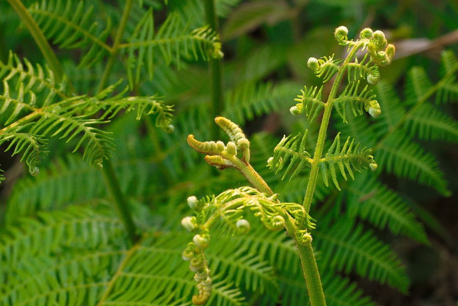 Гидролат дубовый мох 150 мл