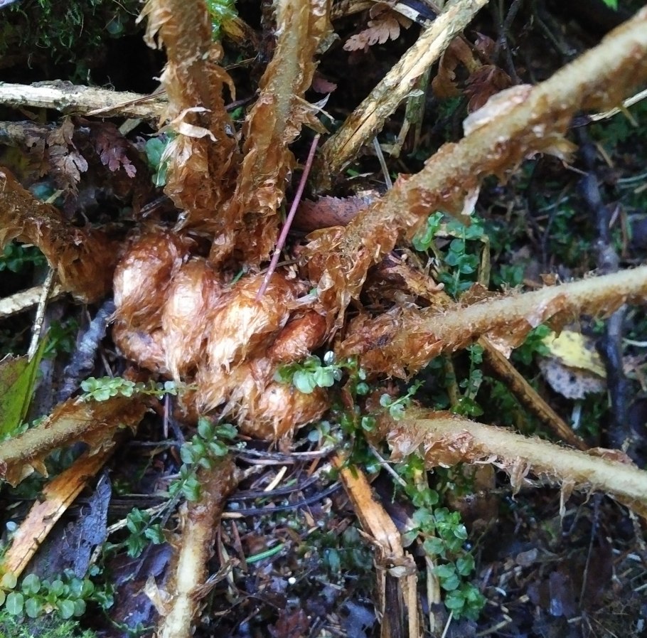 Папоротник Многорядник