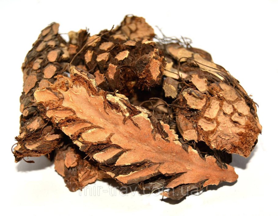 Жизненный цикл папоротника щитовника