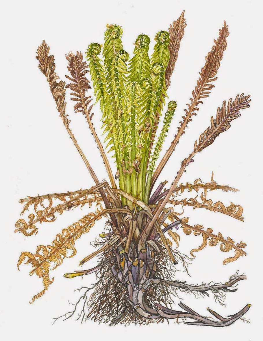 Pteridium aquilinum старение