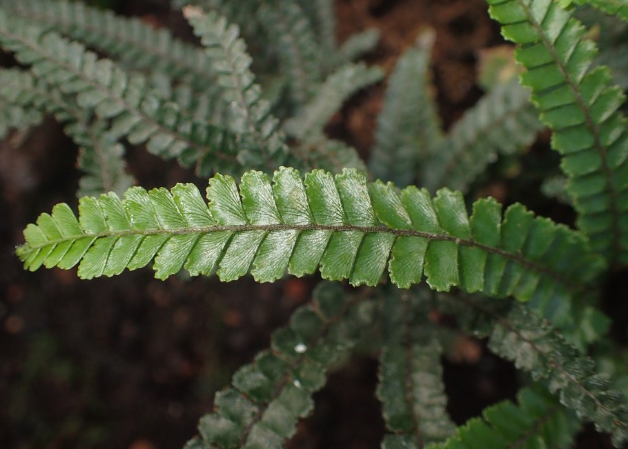 Нефролепис exaltata "Spiral Leaf"